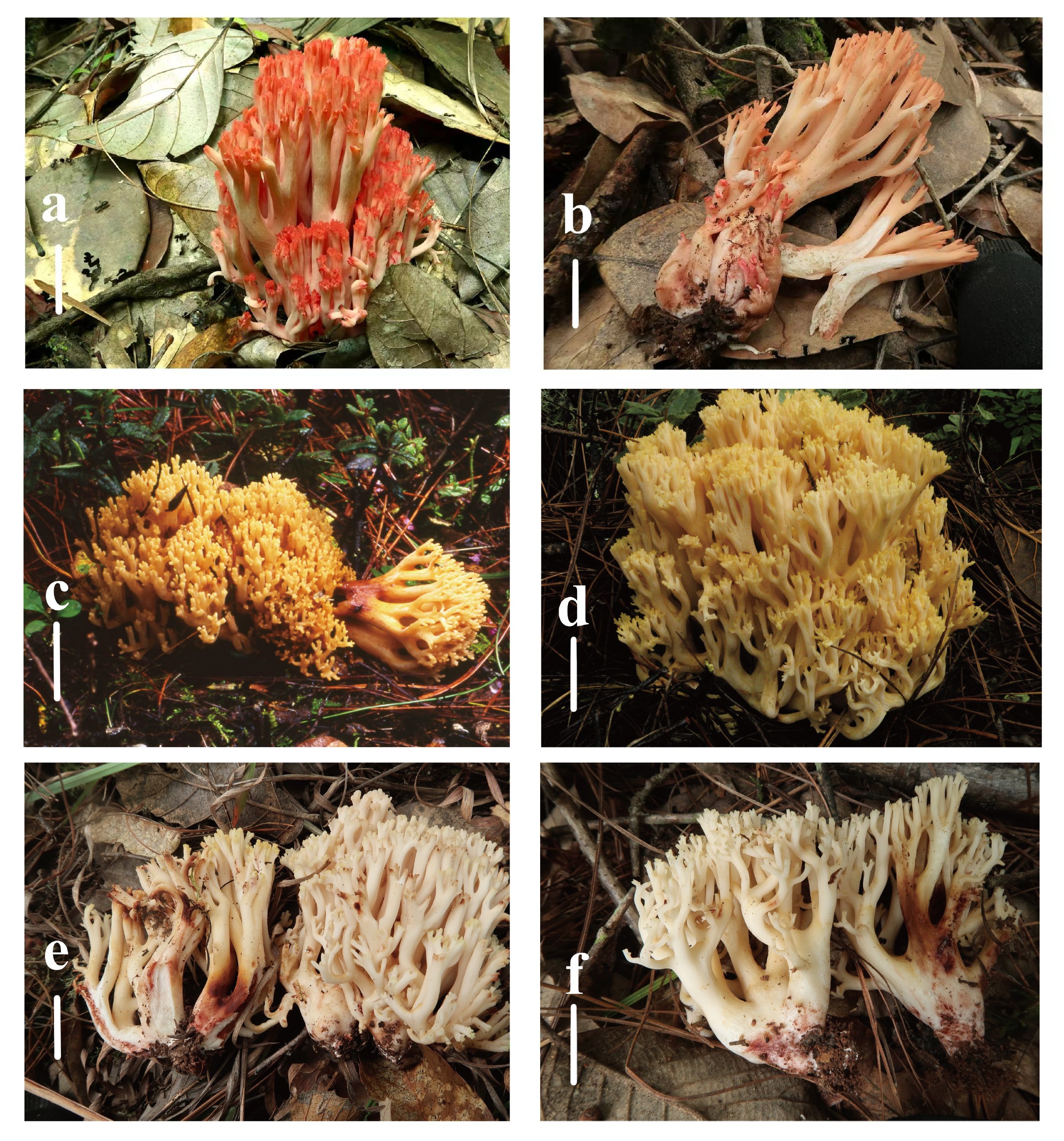 Figure 35
